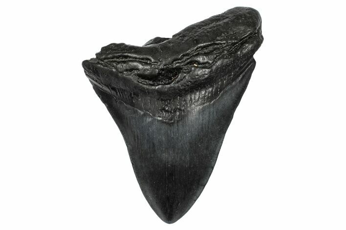 Fossil Megalodon Tooth - South Carolina #341465